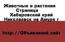  Животные и растения - Страница 19 . Хабаровский край,Николаевск-на-Амуре г.